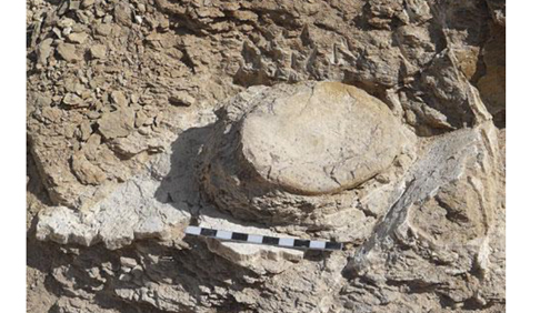 חוליה של הזוחל שקועה בסלע כפי שנחשפה באתר החפירה