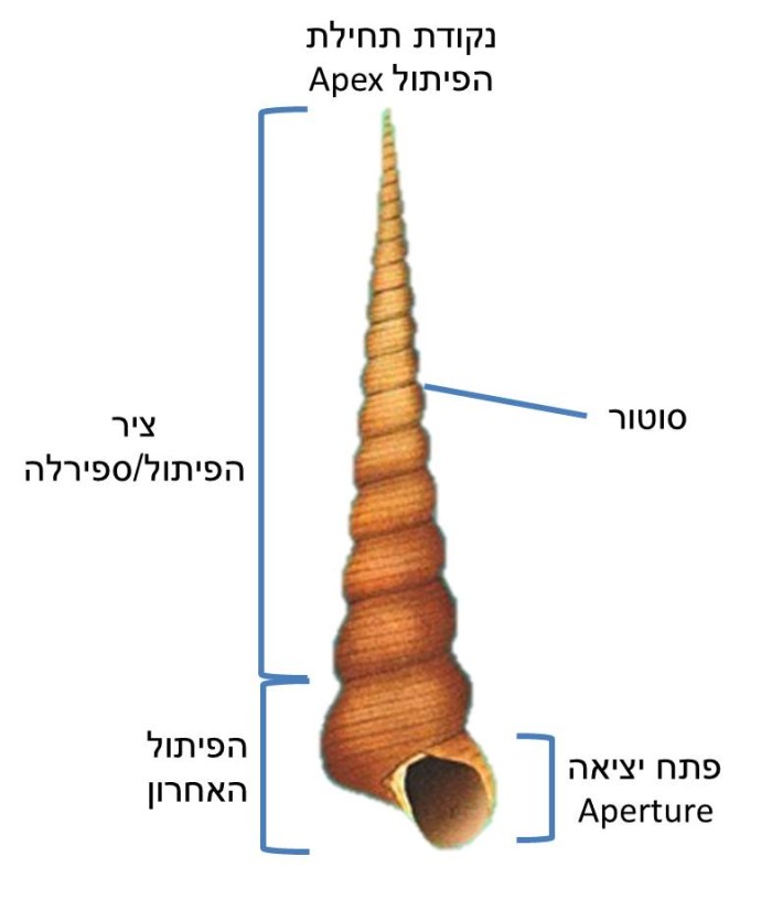 gastropoda elements