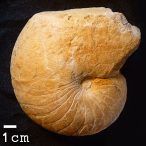 Deltoidonautilus