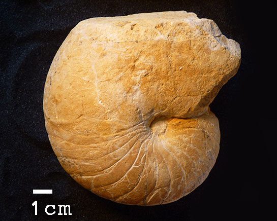 Deltoidonautilus